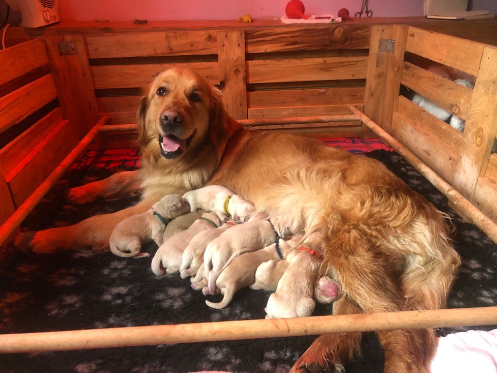 chiot Golden Retriever Des Terres Sacrées D'aurus