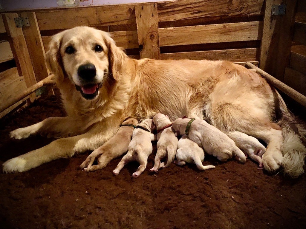 chiot Golden Retriever Des Terres Sacrées D'aurus