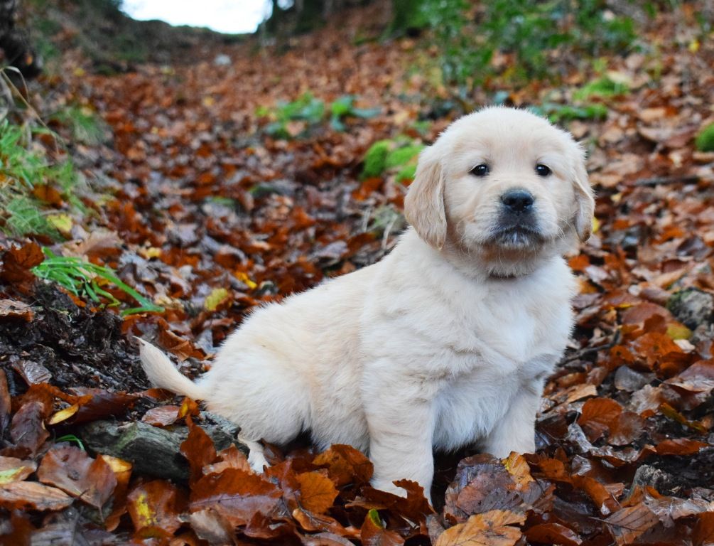 Des Terres Sacrées D'aurus - Chiot disponible  - Golden Retriever