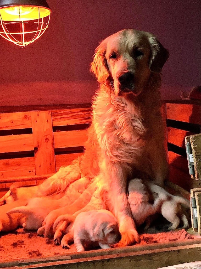 chiot Golden Retriever Des Terres Sacrées D'aurus