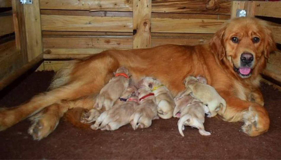 chiot Golden Retriever Des Terres Sacrées D'aurus