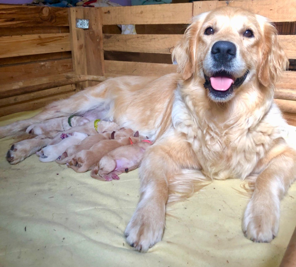 chiot Golden Retriever Des Terres Sacrées D'aurus