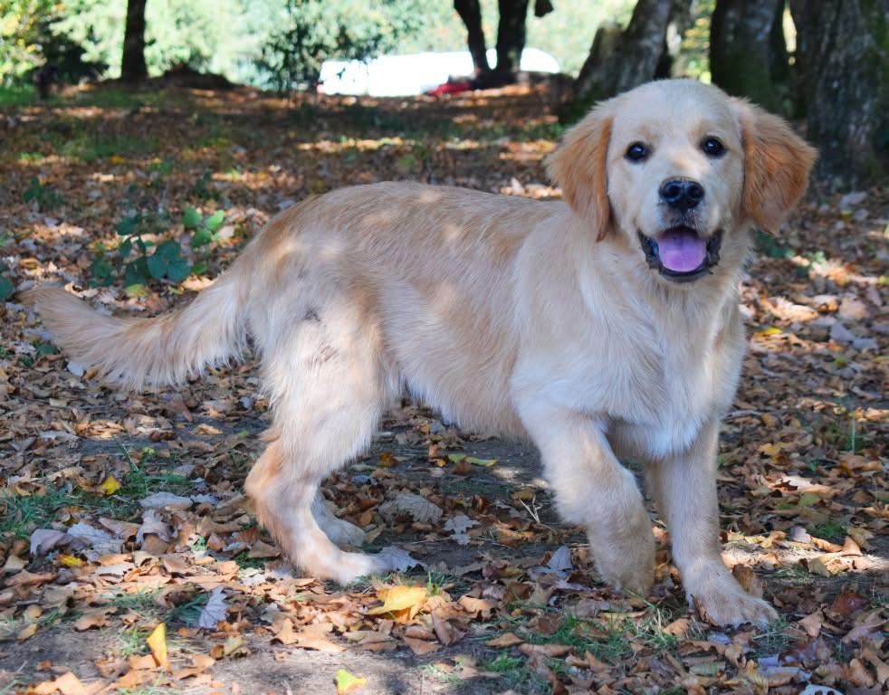 Auwen Du Fort De Bertheaume