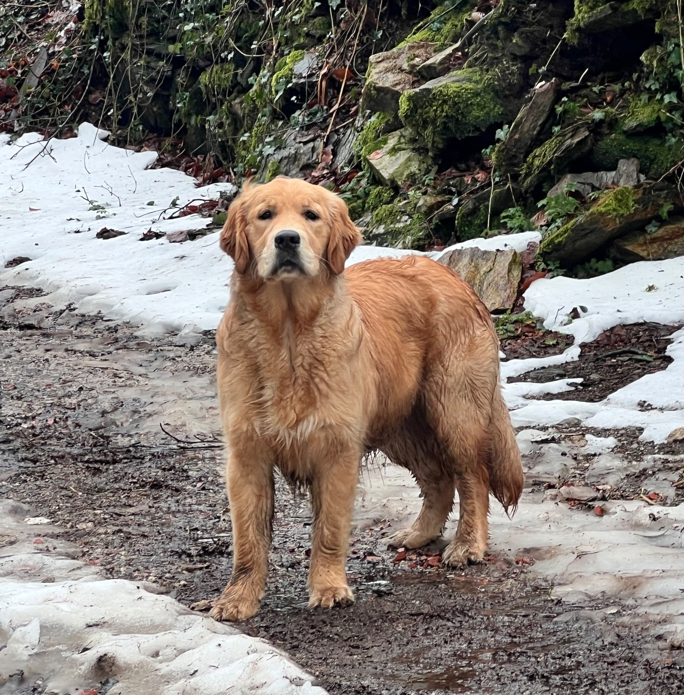 Australe Des Terres Sacrées D'aurus