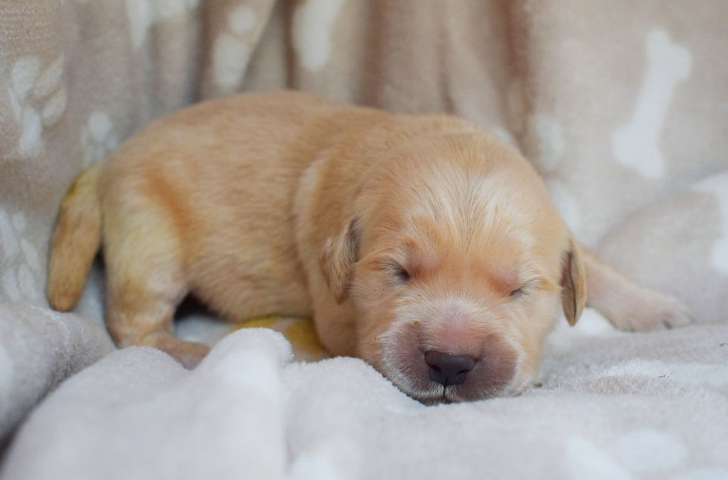 Des Terres Sacrées D'aurus - Chiots disponibles - Golden Retriever