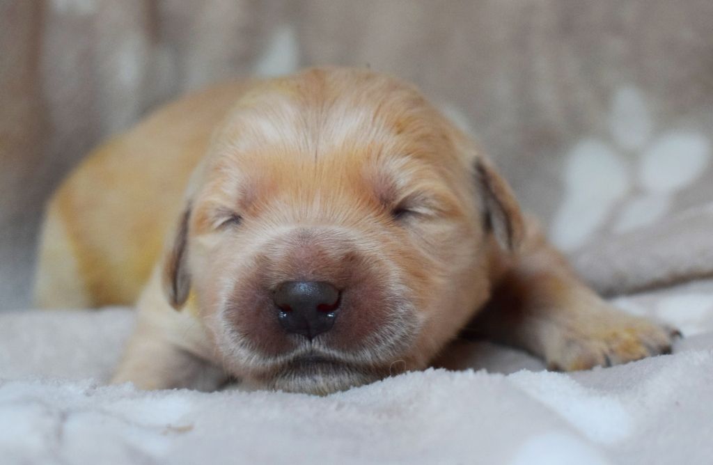 Des Terres Sacrées D'aurus - Chiots disponibles - Golden Retriever