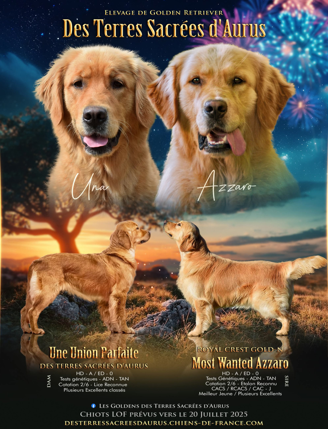 Des Terres Sacrées D'aurus - Golden Retriever - Portée née le 16/07/2025