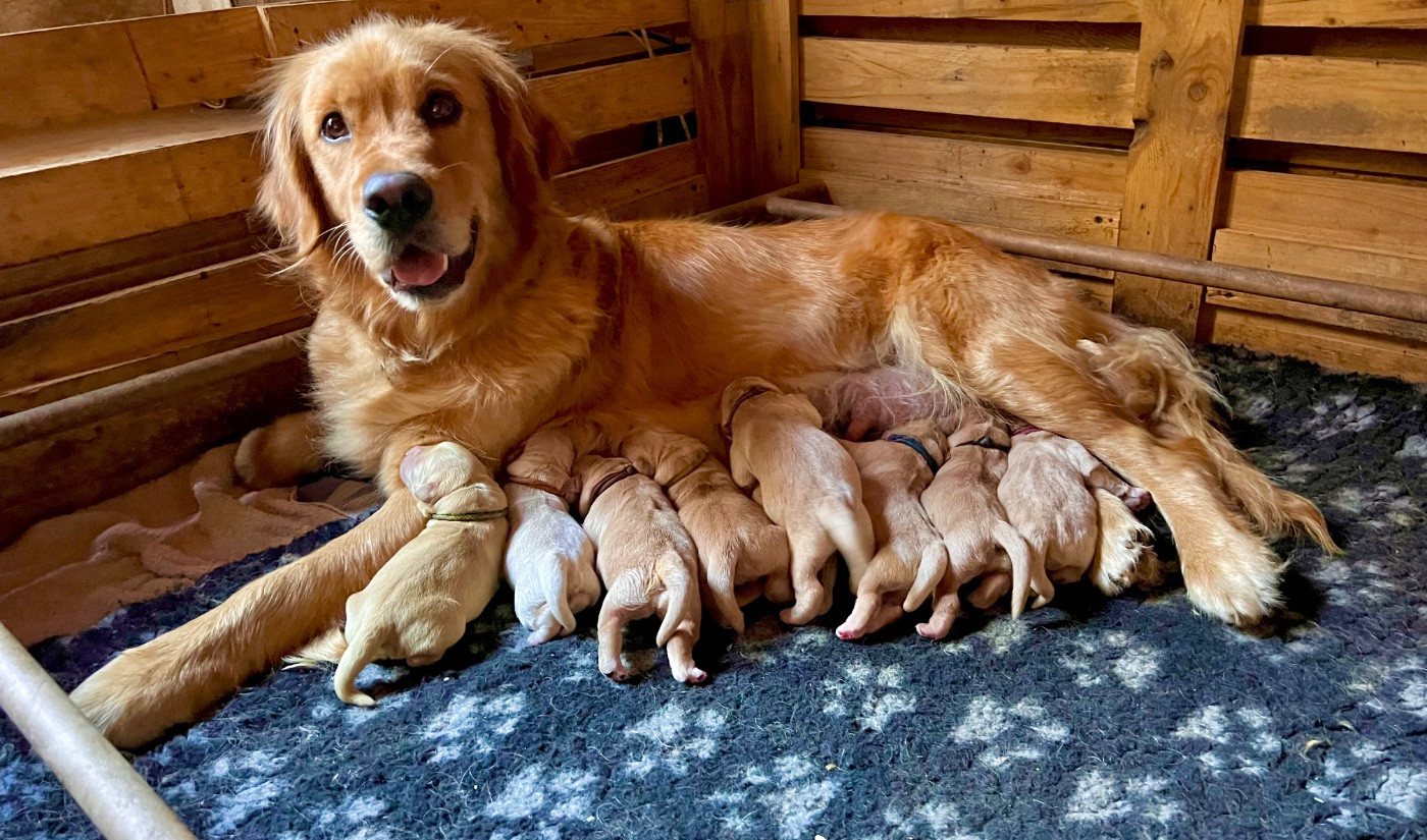 Des Terres Sacrées D'aurus - Chiots disponibles - Golden Retriever