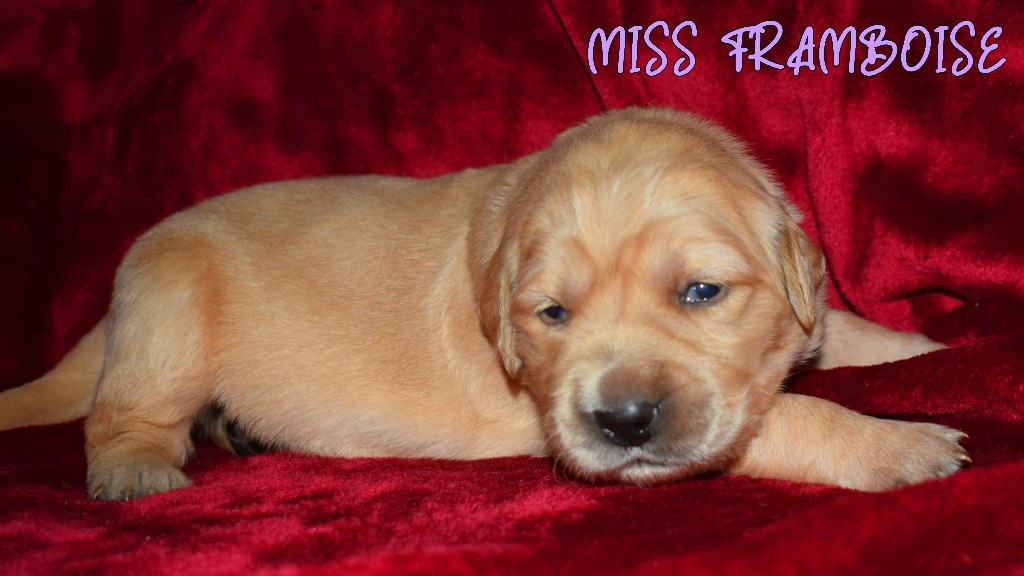 Des Terres Sacrées D'aurus - Chiots disponibles - Golden Retriever