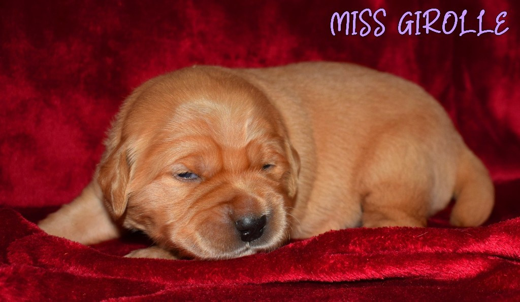 Des Terres Sacrées D'aurus - Chiots disponibles - Golden Retriever