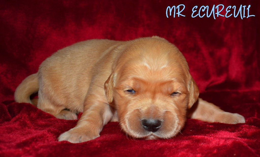 Des Terres Sacrées D'aurus - Chiots disponibles - Golden Retriever