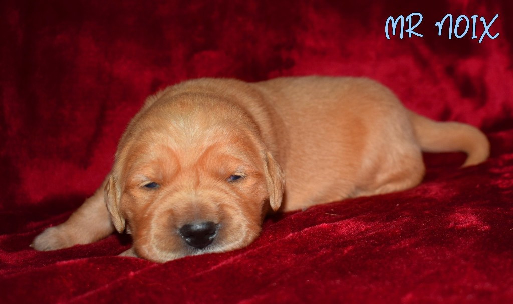 Des Terres Sacrées D'aurus - Chiots disponibles - Golden Retriever