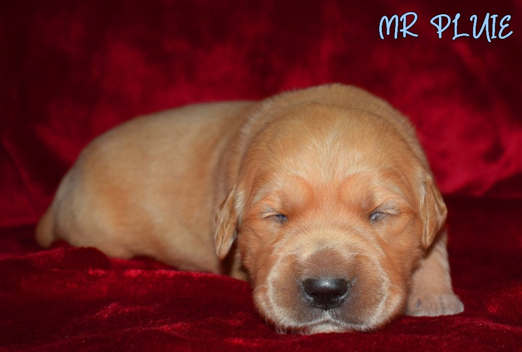 Des Terres Sacrées D'aurus - Chiots disponibles - Golden Retriever