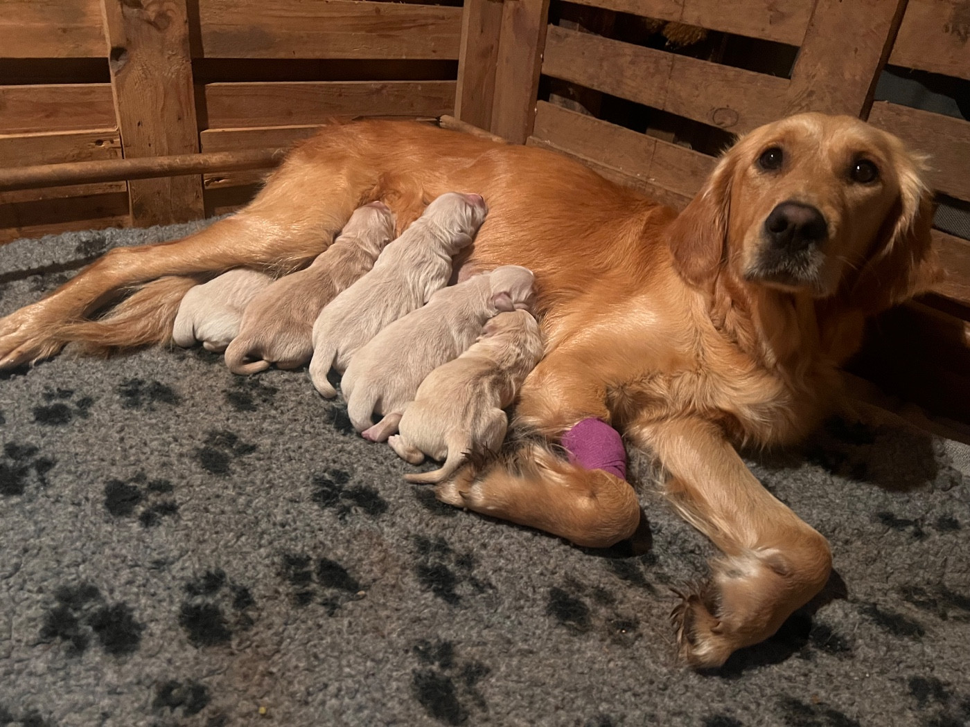Des Terres Sacrées D'aurus - Chiots disponibles - Golden Retriever