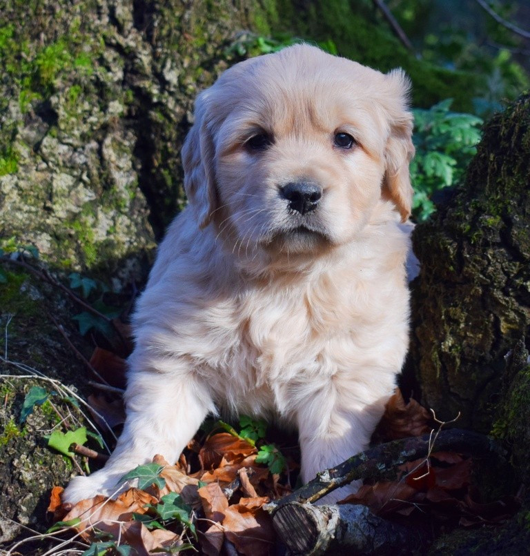 Des Terres Sacrées D'aurus - Golden Retriever - Portée née le 24/10/2025