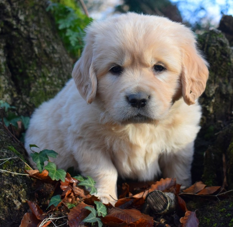 Des Terres Sacrées D'aurus - Chiots disponibles - Golden Retriever