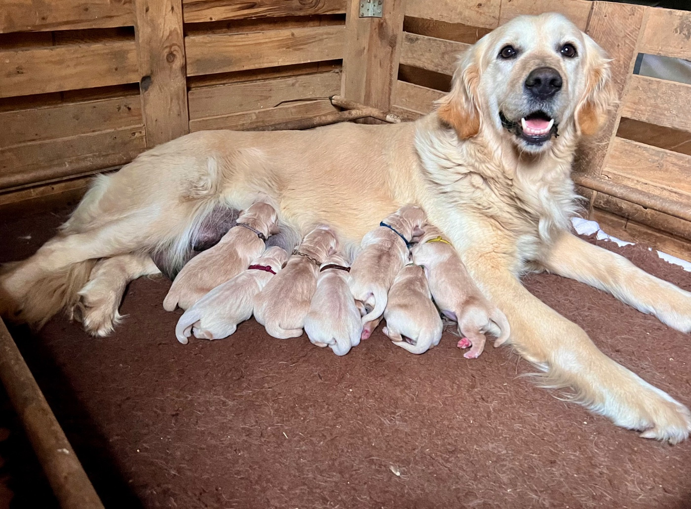 Des Terres Sacrées D'aurus - Chiots disponibles - Golden Retriever