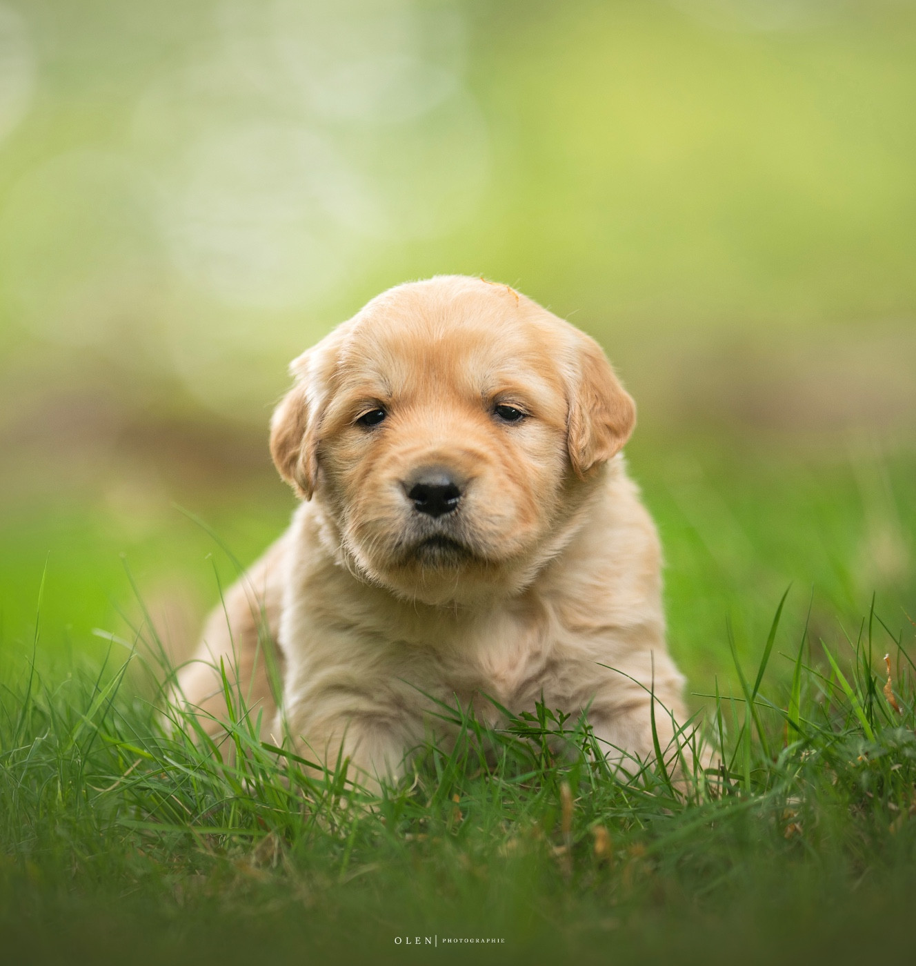 Des Terres Sacrées D'aurus - Chiots disponibles - Golden Retriever