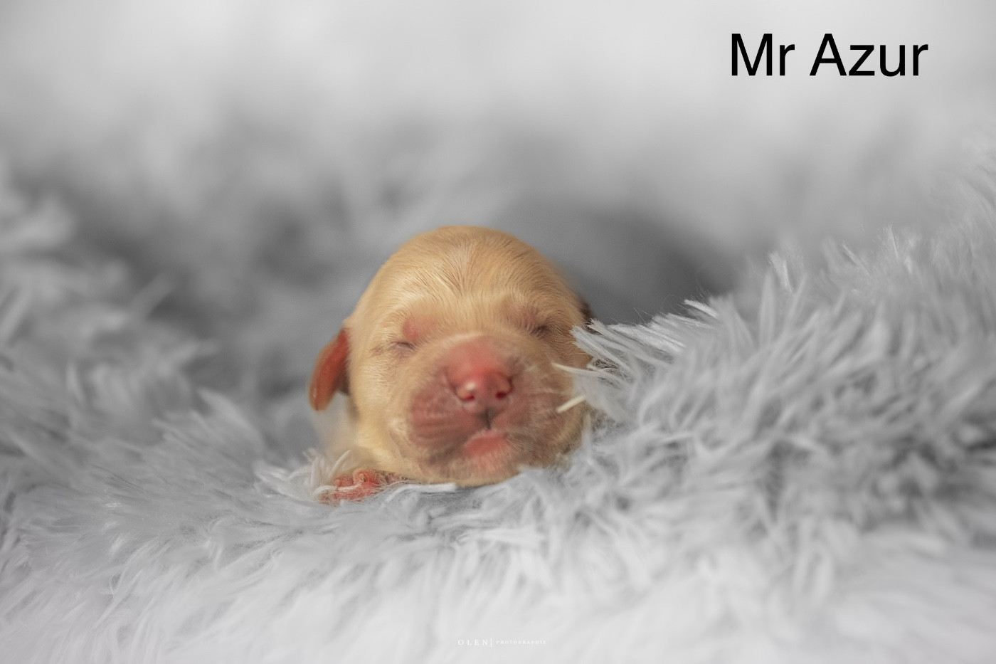 Des Terres Sacrées D'aurus - Chiots disponibles - Golden Retriever