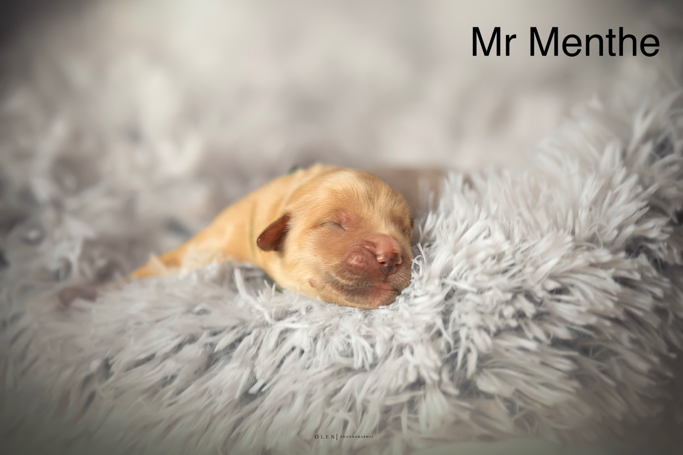 Des Terres Sacrées D'aurus - Chiots disponibles - Golden Retriever