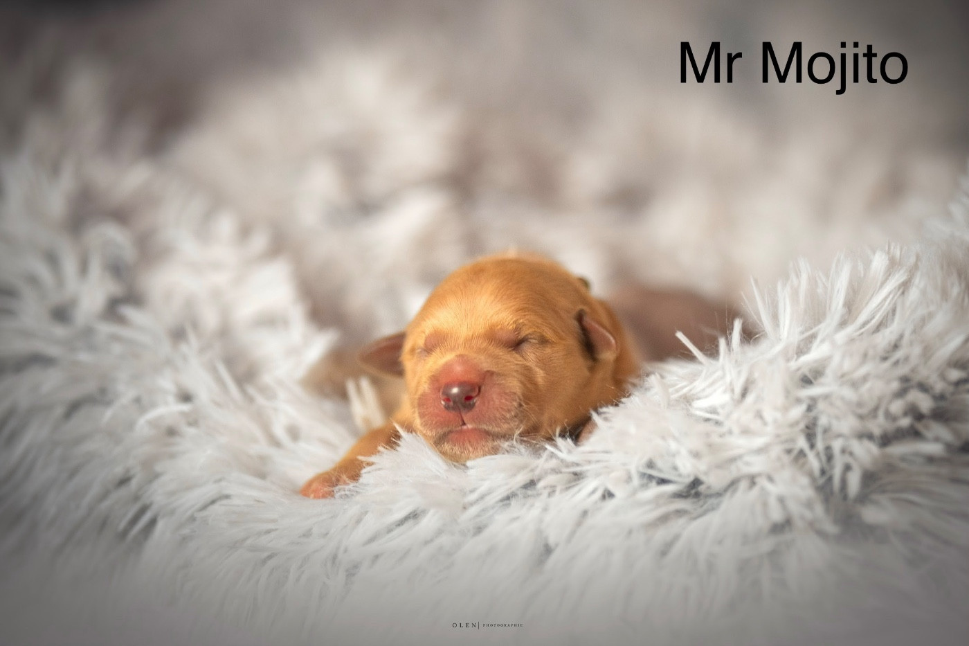 Des Terres Sacrées D'aurus - Chiots disponibles - Golden Retriever