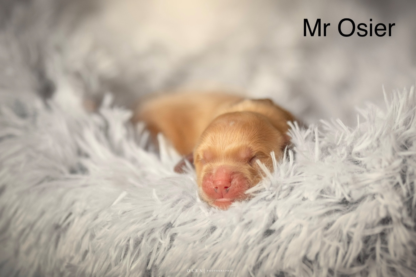 Des Terres Sacrées D'aurus - Chiots disponibles - Golden Retriever