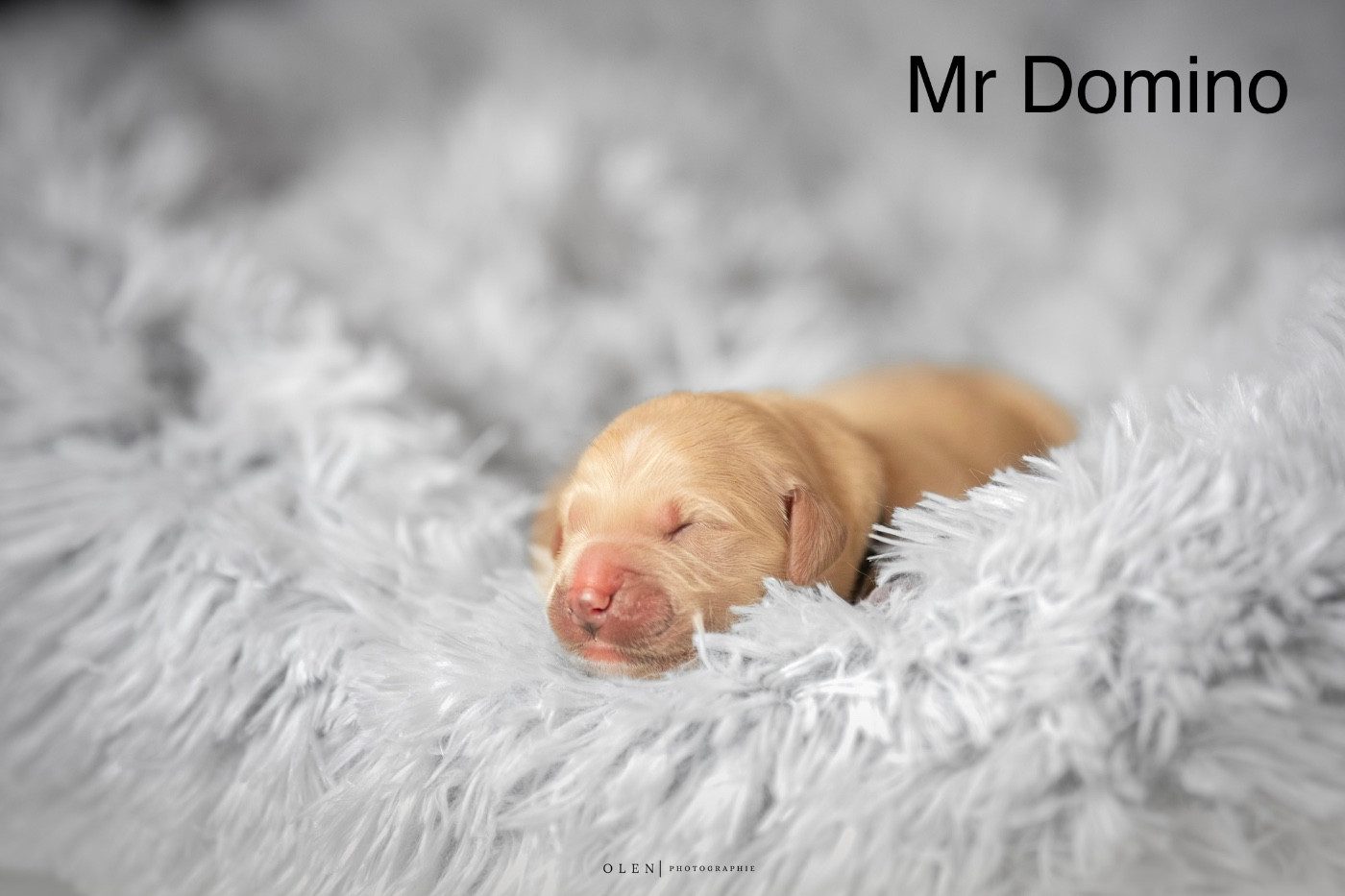 Des Terres Sacrées D'aurus - Chiots disponibles - Golden Retriever