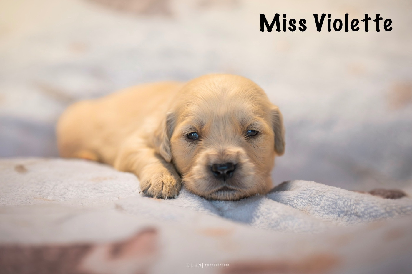 Des Terres Sacrées D'aurus - Chiots disponibles - Golden Retriever