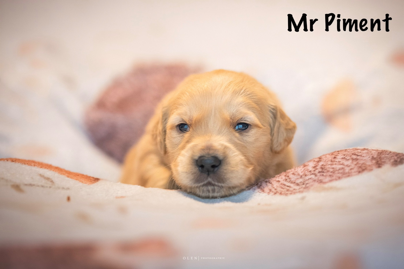 Des Terres Sacrées D'aurus - Chiots disponibles - Golden Retriever