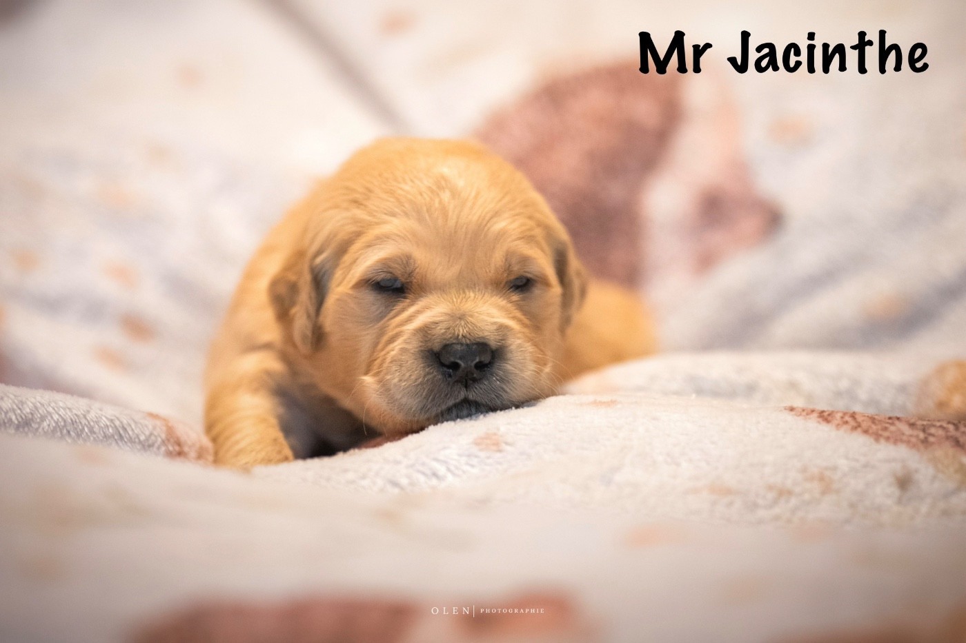 Des Terres Sacrées D'aurus - Chiots disponibles - Golden Retriever
