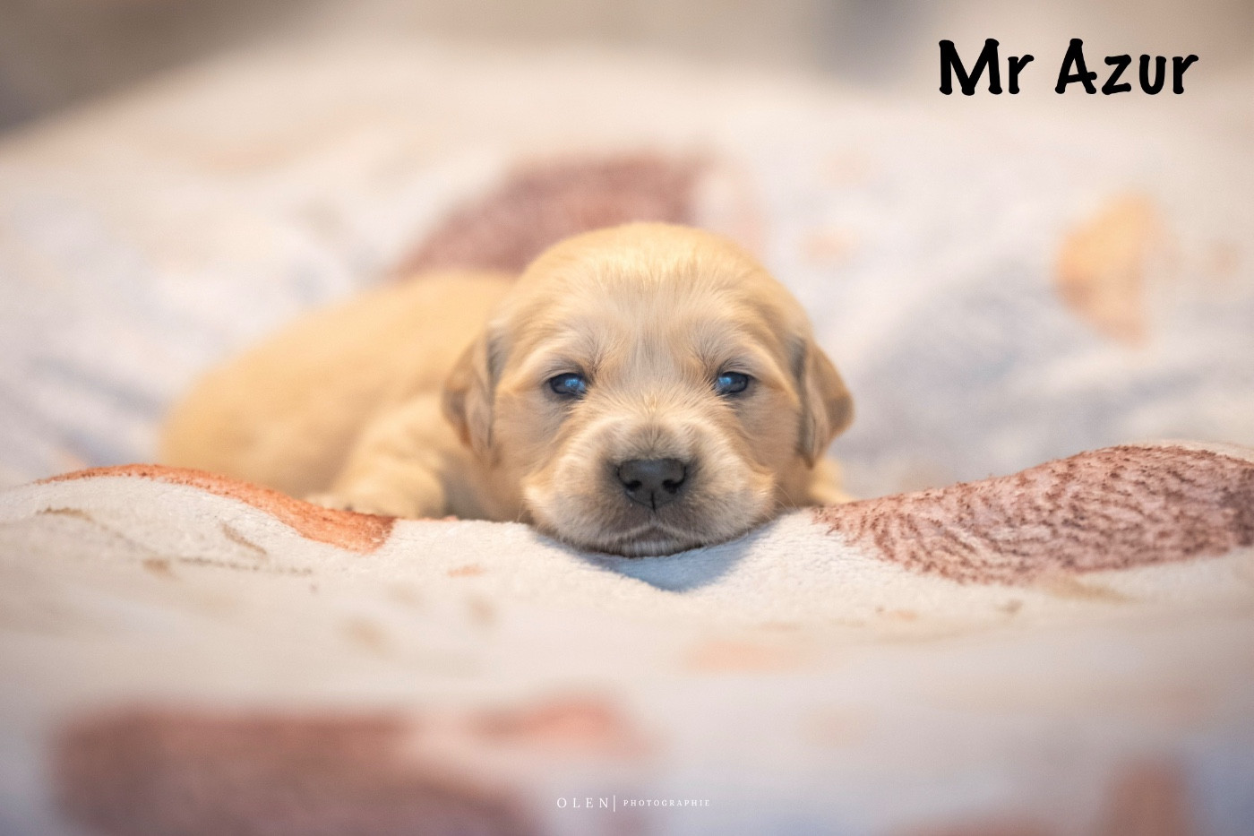 Des Terres Sacrées D'aurus - Chiots disponibles - Golden Retriever