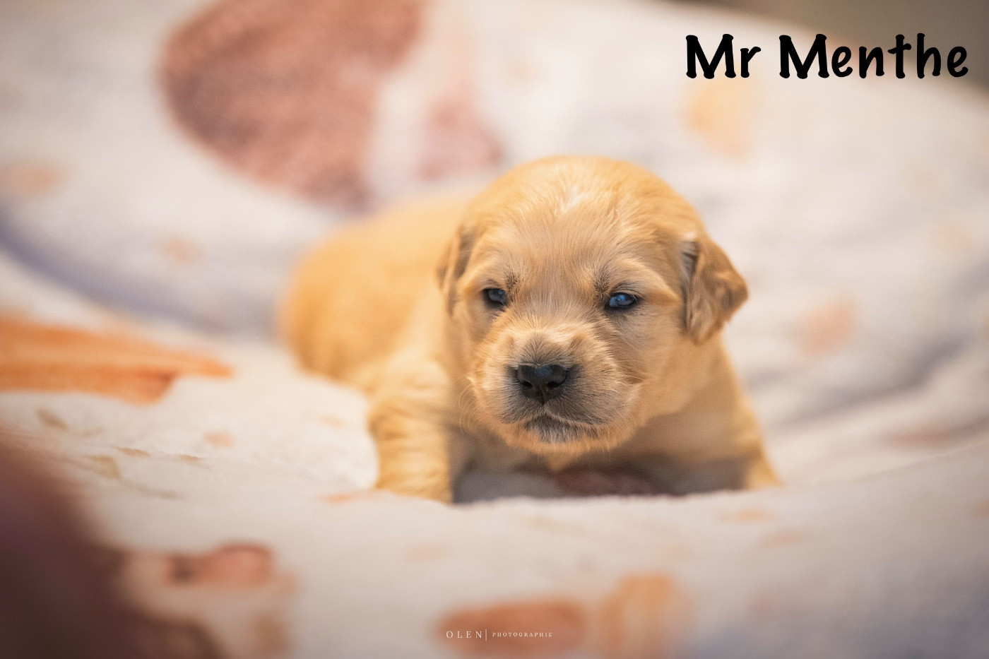 Des Terres Sacrées D'aurus - Chiots disponibles - Golden Retriever