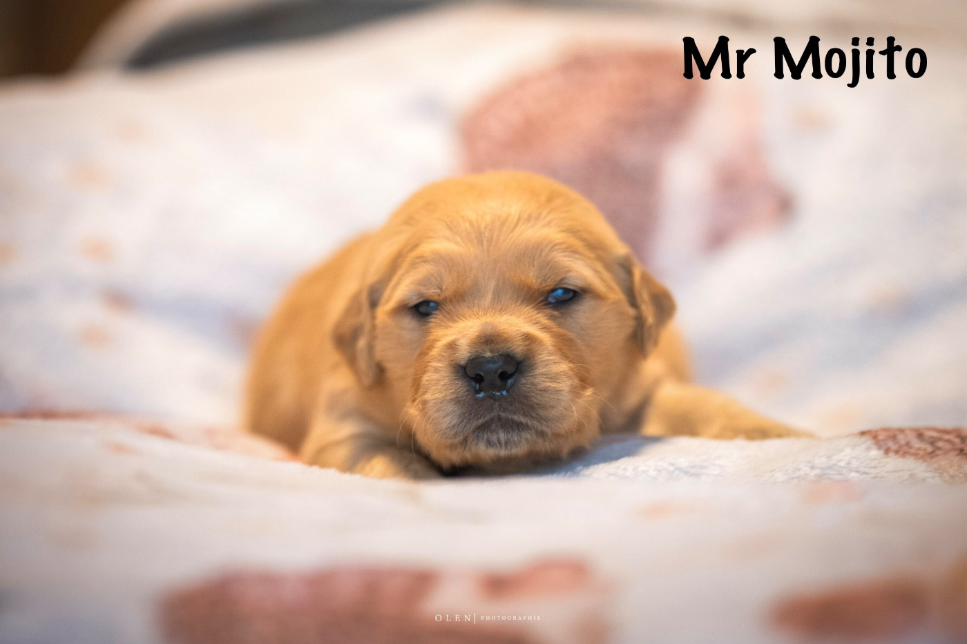 Des Terres Sacrées D'aurus - Chiots disponibles - Golden Retriever
