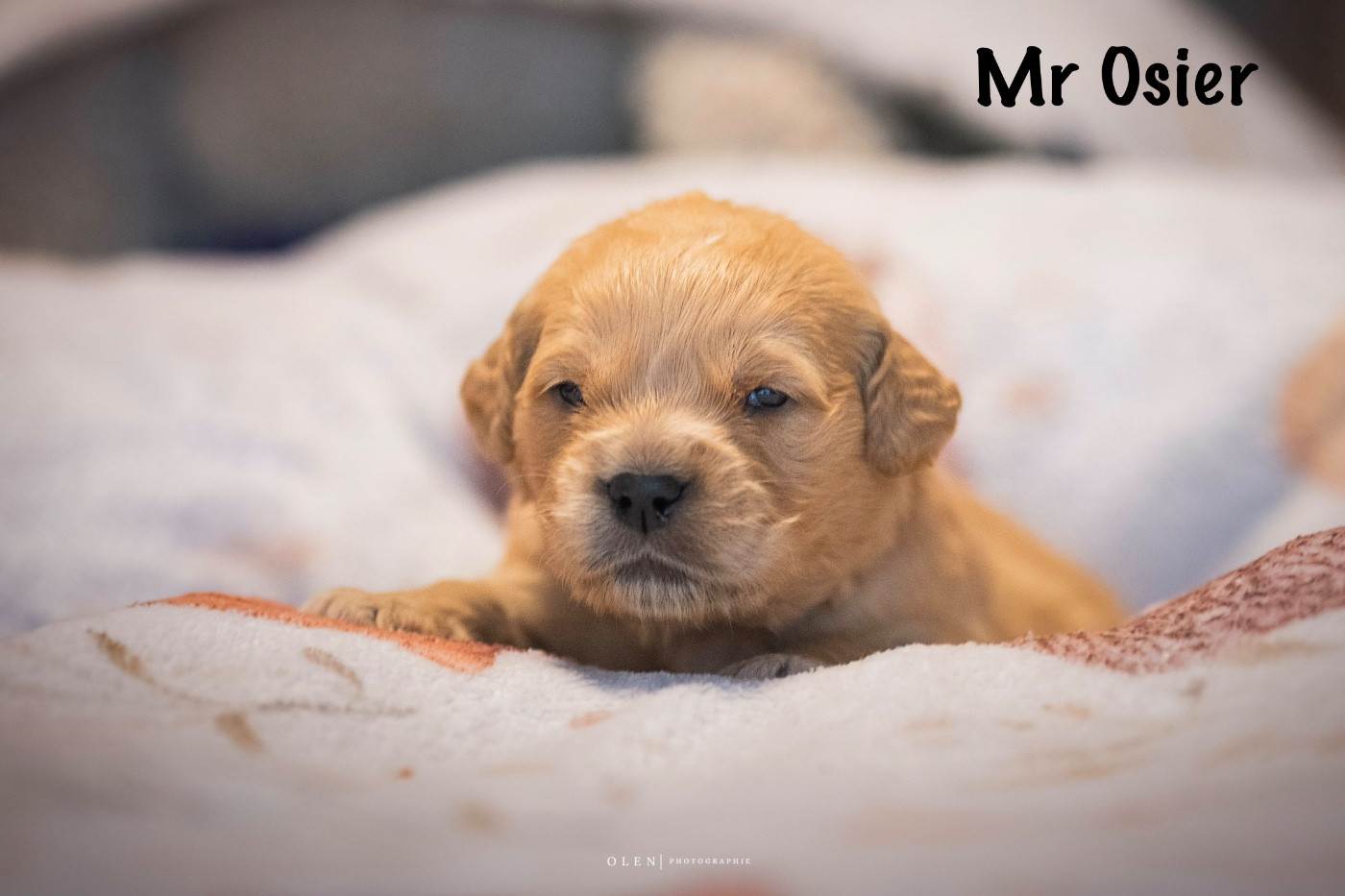 Des Terres Sacrées D'aurus - Chiots disponibles - Golden Retriever