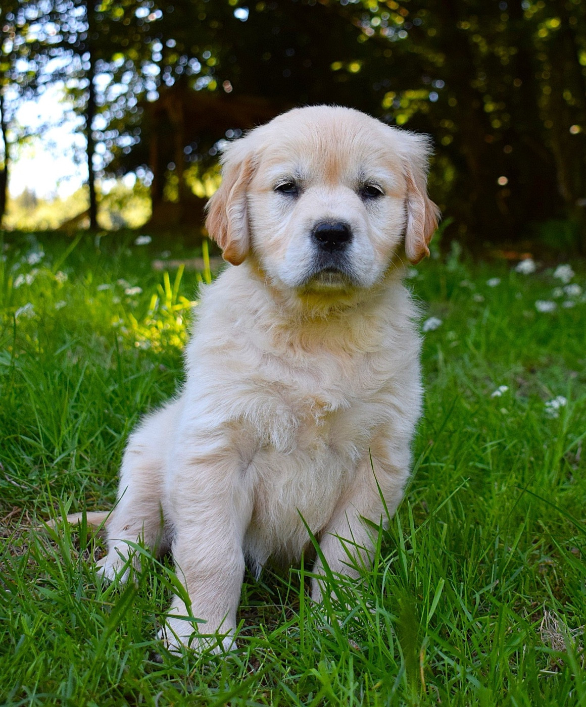 Des Terres Sacrées D'aurus - Golden Retriever - Portée née le 26/03/2026