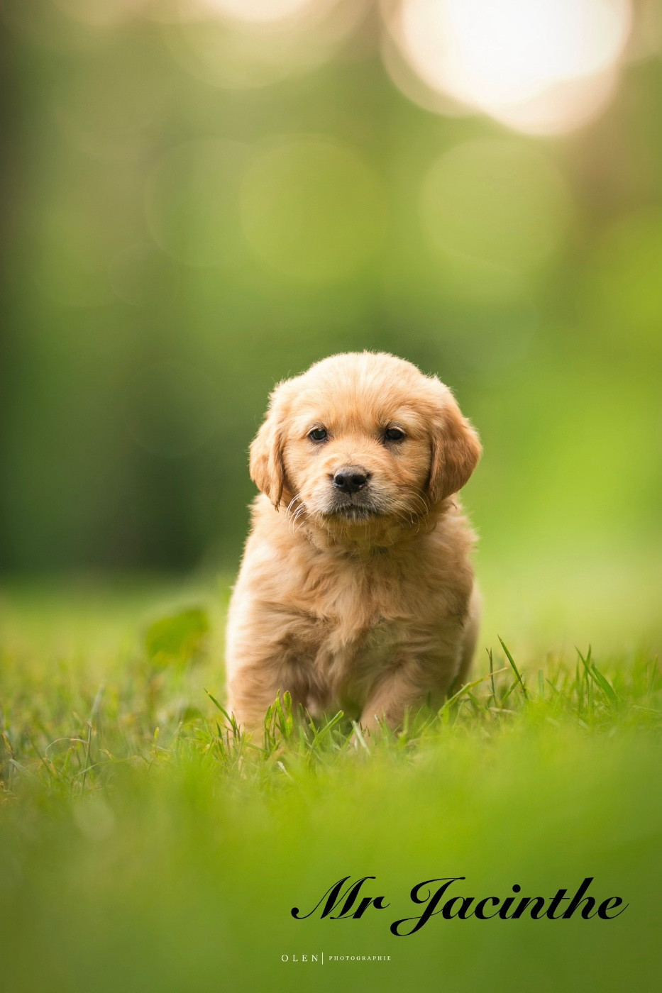 Des Terres Sacrées D'aurus - Chiots disponibles - Golden Retriever