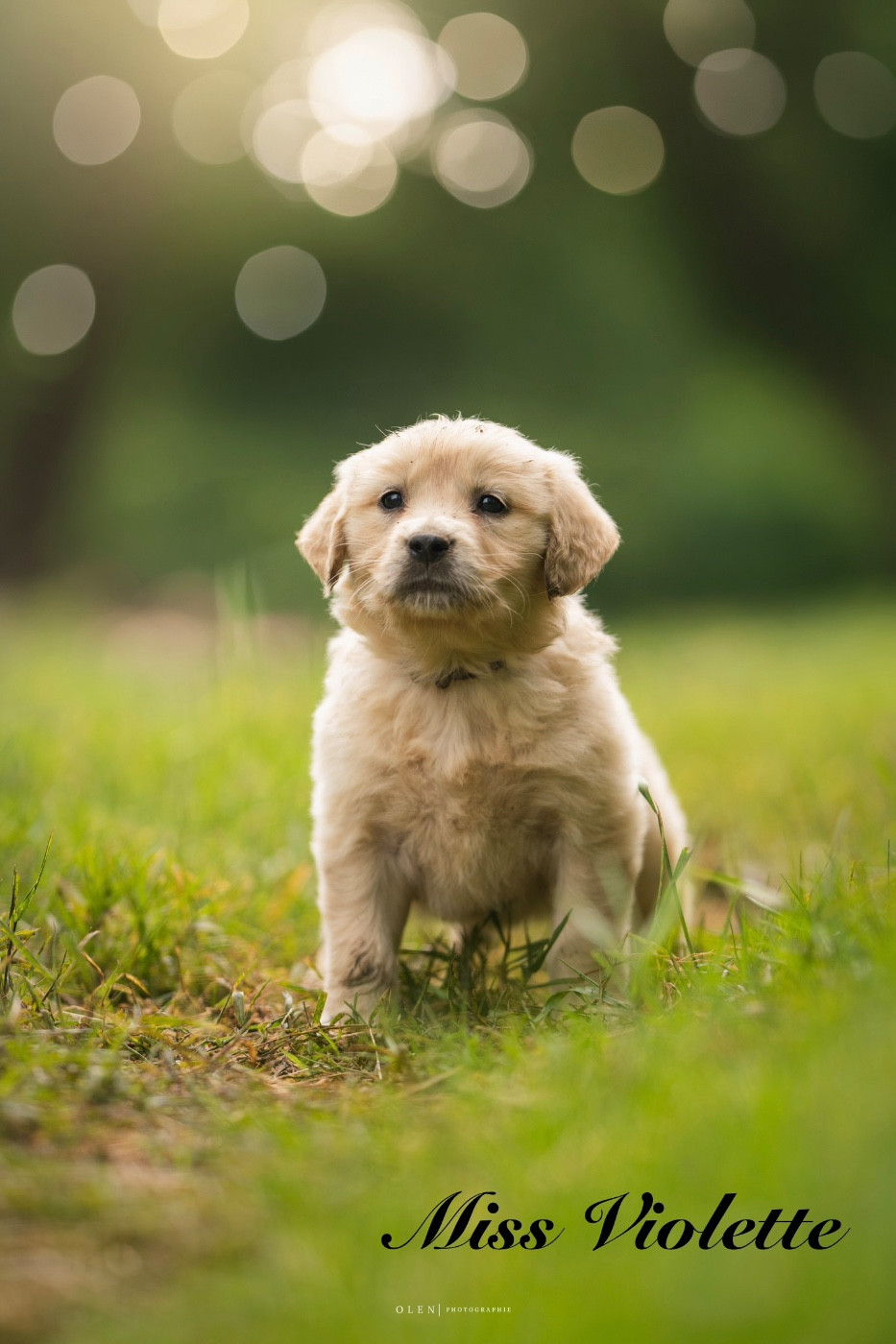 Des Terres Sacrées D'aurus - Chiots disponibles - Golden Retriever
