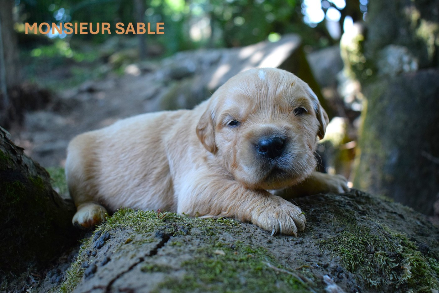 Des Terres Sacrées D'aurus - Chiots disponibles - Golden Retriever