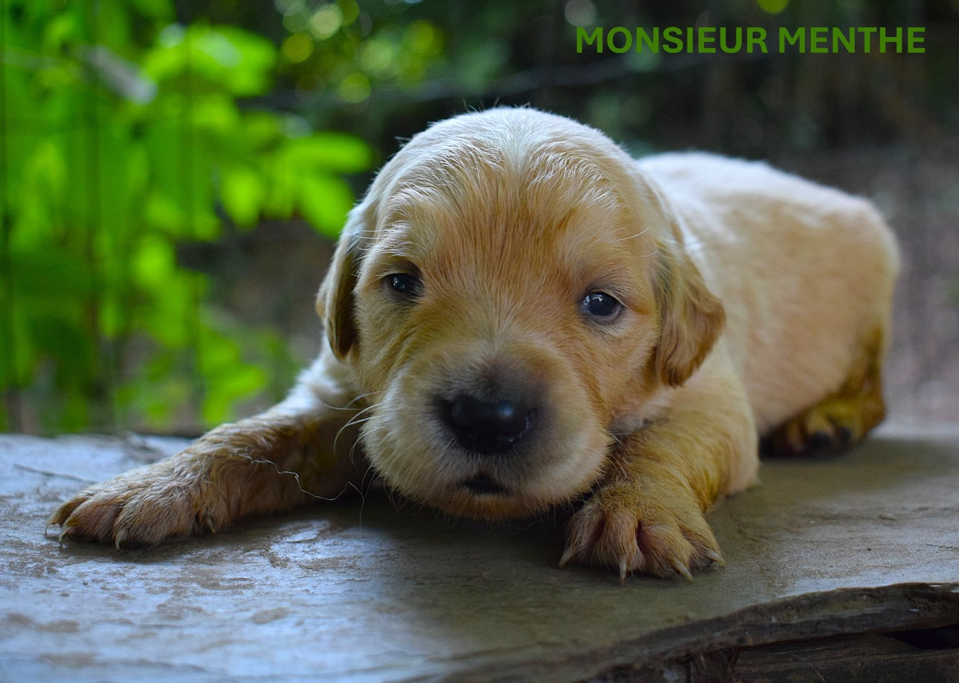 Des Terres Sacrées D'aurus - Chiots disponibles - Golden Retriever
