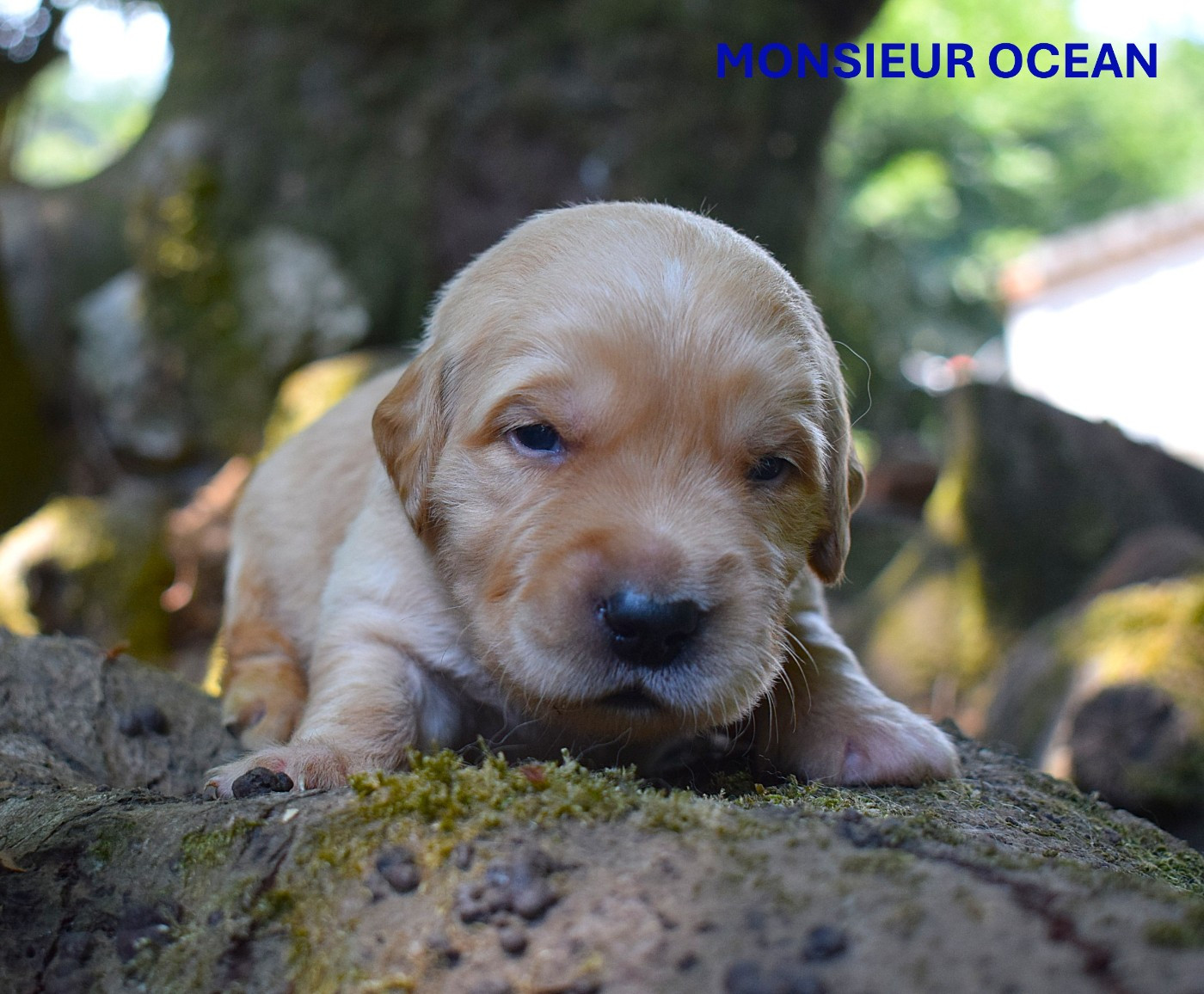 Des Terres Sacrées D'aurus - Chiots disponibles - Golden Retriever