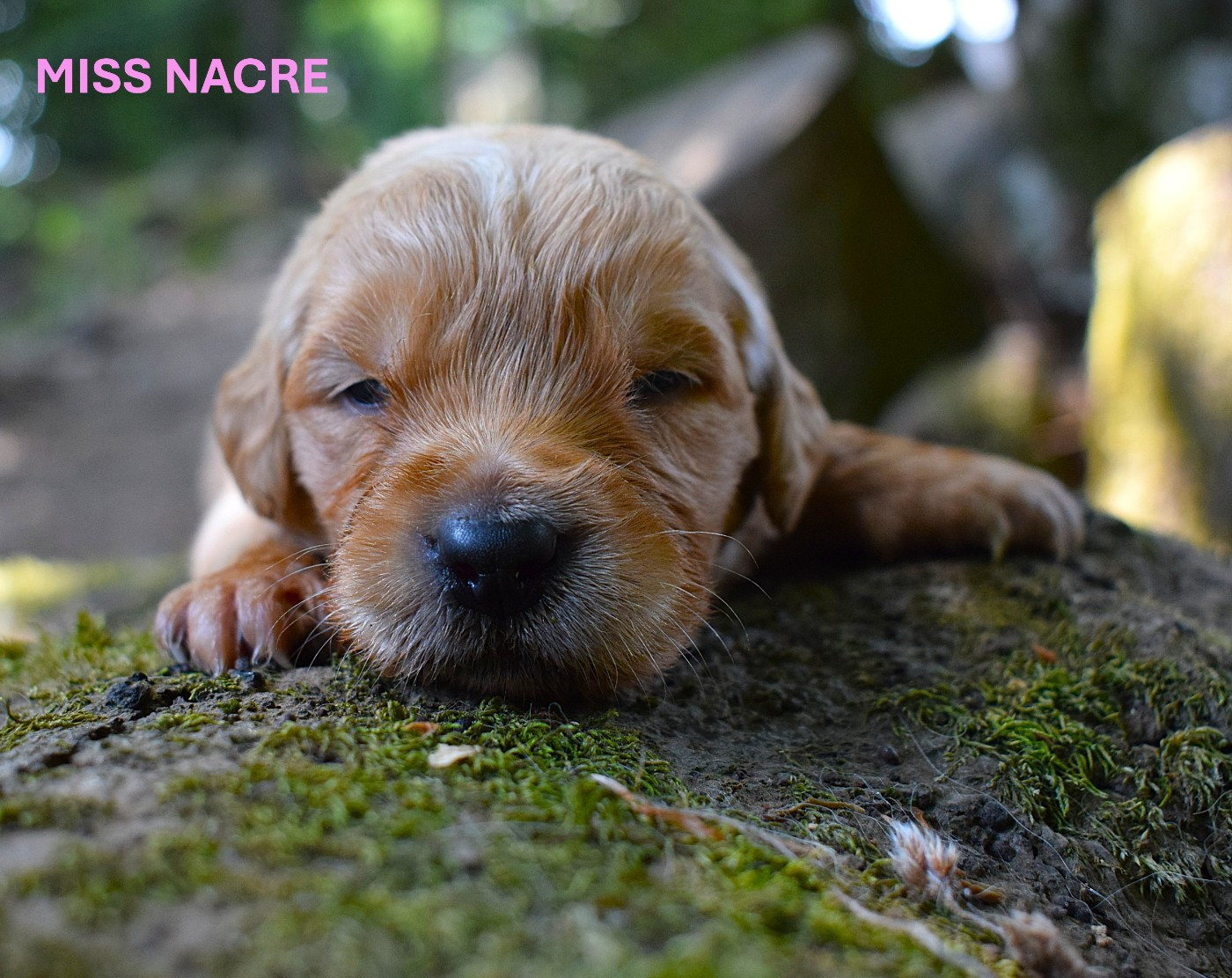 Des Terres Sacrées D'aurus - Chiots disponibles - Golden Retriever