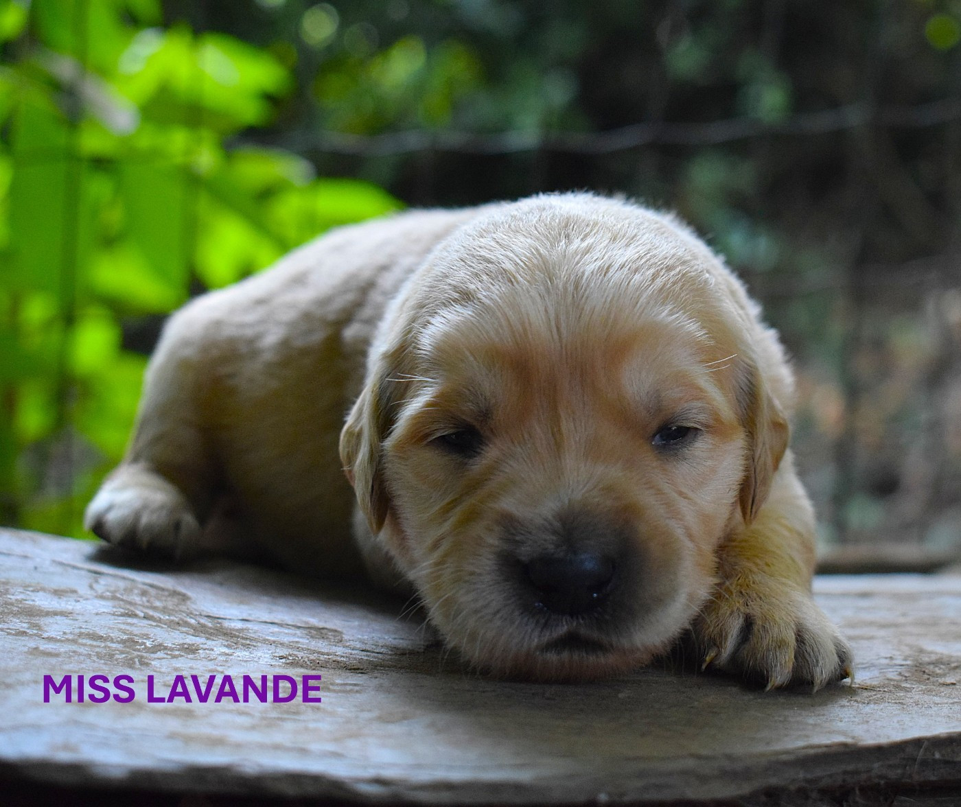 Des Terres Sacrées D'aurus - Chiots disponibles - Golden Retriever