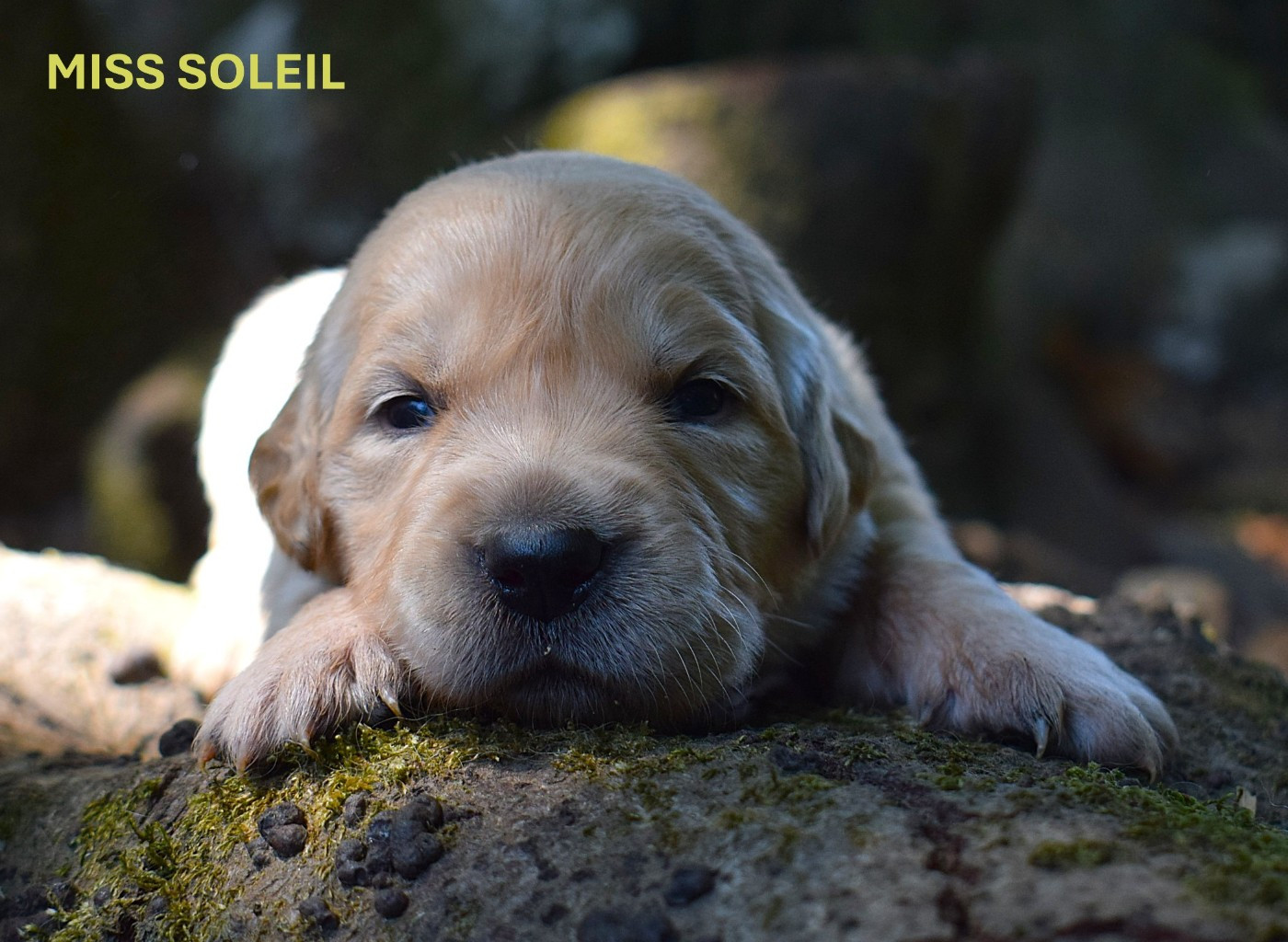 Des Terres Sacrées D'aurus - Chiots disponibles - Golden Retriever