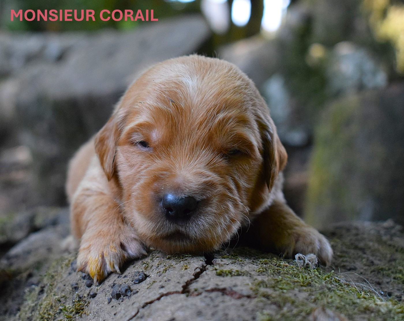 Des Terres Sacrées D'aurus - Chiots disponibles - Golden Retriever