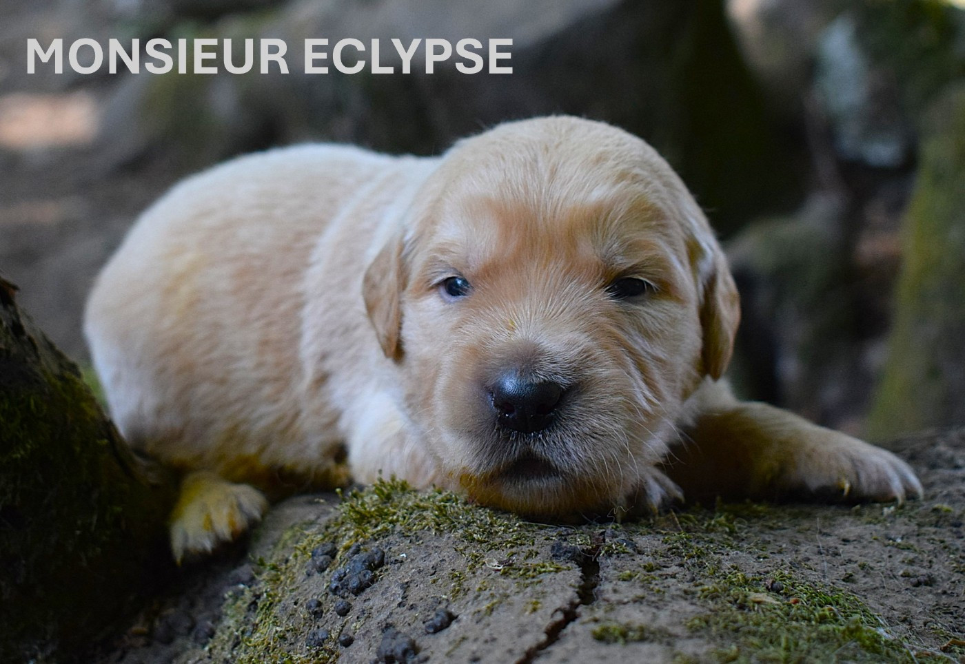 Des Terres Sacrées D'aurus - Chiots disponibles - Golden Retriever