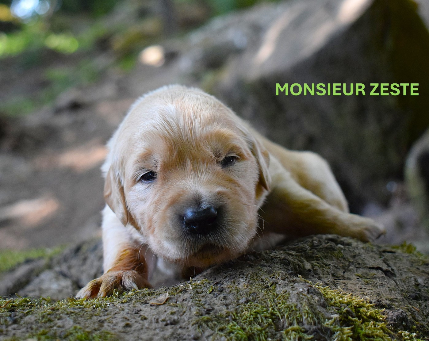 Des Terres Sacrées D'aurus - Chiots disponibles - Golden Retriever
