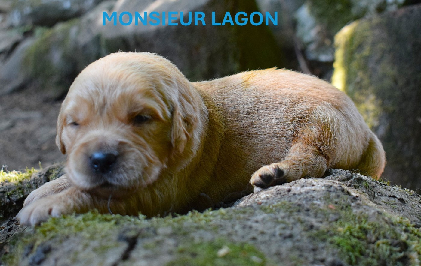 Des Terres Sacrées D'aurus - Chiots disponibles - Golden Retriever