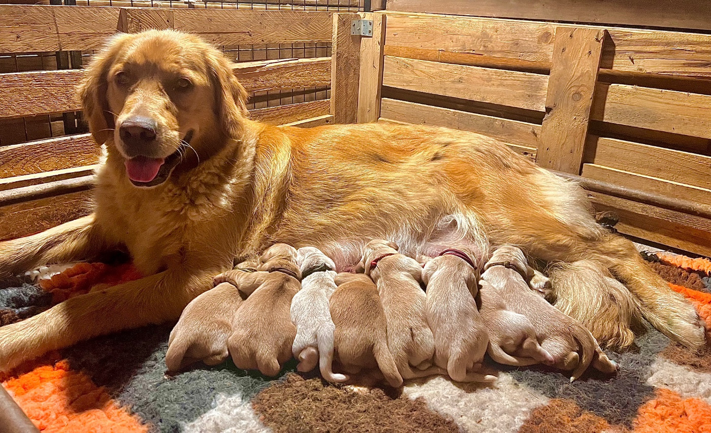 Des Terres Sacrées D'aurus - Chiots disponibles - Golden Retriever