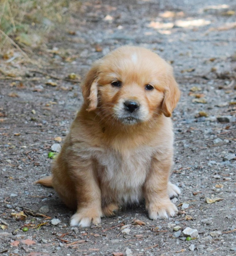 Des Terres Sacrées D'aurus - Golden Retriever - Portée née le 12/06/2026