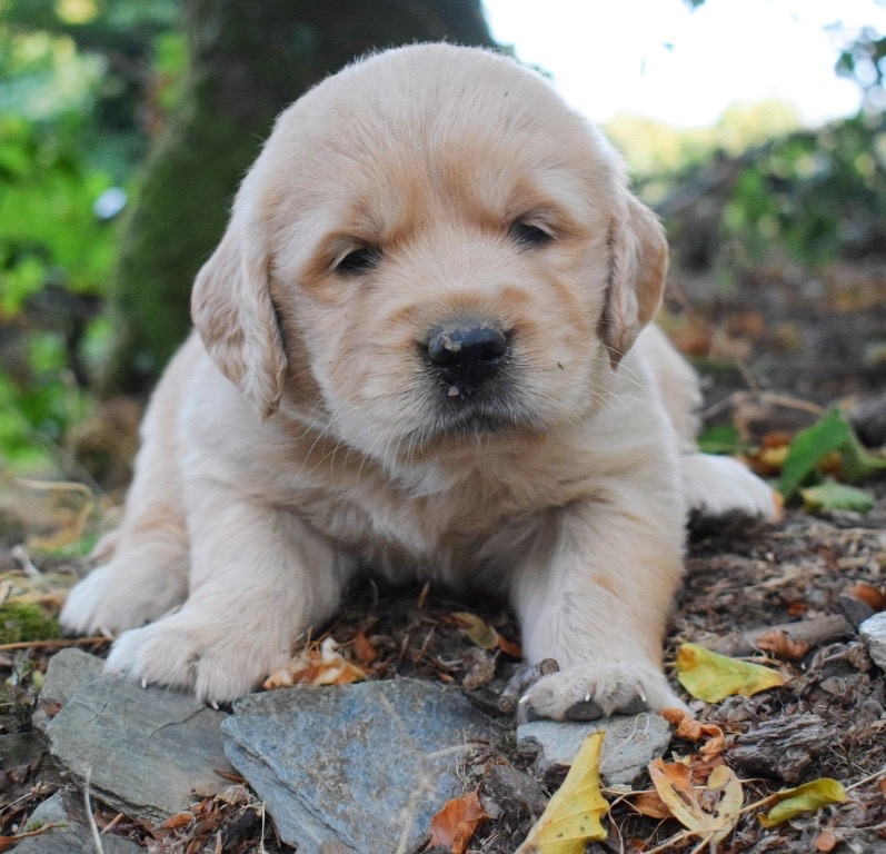 Des Terres Sacrées D'aurus - Chiots disponibles - Golden Retriever